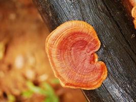 A strange mushroom that grows on a naturally occurring log. photo