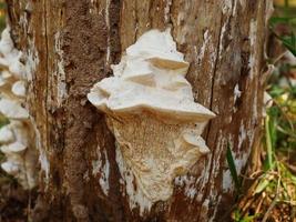 A strange mushroom that grows on a naturally occurring log. photo