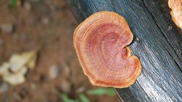 A strange mushroom that grows on a naturally occurring log. photo