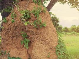 A large termite mound near a large tree. photo