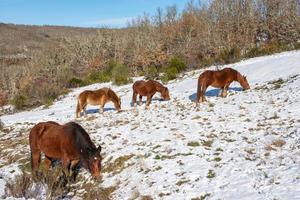 wild horses eating on the snowy hillside photo