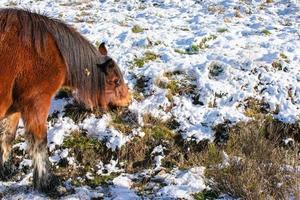 wild horse eating on the snowy hillside photo