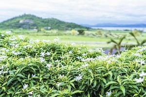 Selective focus on the front of a beautiful white flower blooming and blurred green leaves with blurred nature background of green meadow and a landscape of green plantations, rivers, and mountains. photo