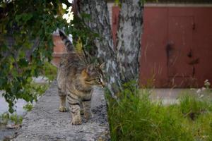 Little stray gray kitten outdoors. homeless cat photo