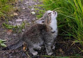 Little motley kitten sniffs the grass. Gray cat photo