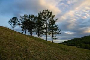 árboles coníferos en la ladera de una montaña contra el fondo del cielo al atardecer foto