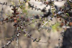 A young branch of a flowering larch on a Sunny spring day photo