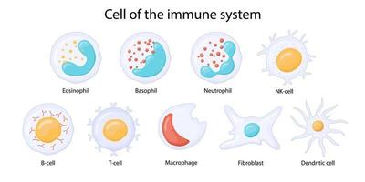 células del sistema inmunológico. leucocitos o glóbulos blancos eosinófilos, neutrófilos, basófilos, macrófagos, fibroblastos y células dendríticas. vector