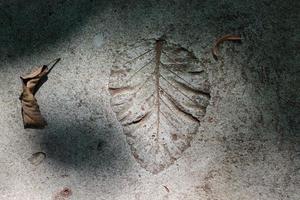 Picture of the texture of a leaf on cement photo