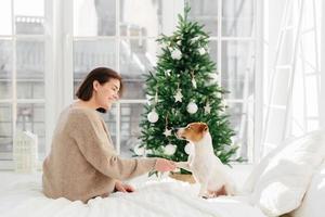 Cute funny dog poses with woman host on bed, gives paw, enjoy comfort and coziness, pose against decorated New Year tree, have happy holidays. People, holiday, animals and relationship concept photo