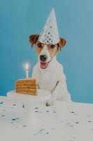 Indoor shot of pedigree dog celebrates first birthday, wears cone party hat, going to eat festive tasty cake, isolated on blue background. Domestic animals, pet, holiday and celebration concept
