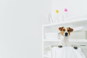 Pedigree dog poses inside of white basket in laundry room, shelves with clean neatly folded towels and detergents, copy space against white background photo