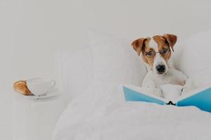 Clever pedigree jack russel terrier dog stays in comfortable bed and reads book like human, wears round spectacles, delicious breakfast near. Animals, rest, knowledge concept. Intelligent pet