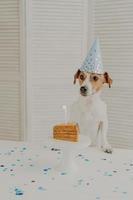 Birthday dog in cone hat, poses near birthday homemade cake with candle, being on animal party, looks somewhere aside, poses near table in cozy kitchen, has festive mood. Birthday pet indoor photo