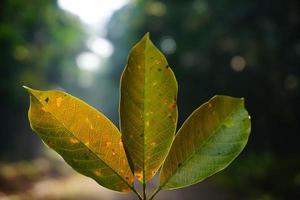 Dry leaf texture and nature background. Surface of brown leaves material, closeup with blurred scene Free Photo