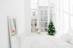 feliz navidad y año nuevo concepto. decoración navideña. perro pedigrí en santa claus en el alféizar de la ventana de un dormitorio espacioso, abeto decorado, espejo con reflejo de la habitación foto
