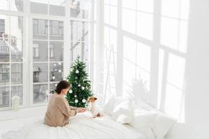 People, animals, holiday, joy concept. Brunette adult woman with jack russell terrier dog on bed, enjoys Christmas or New Year time, poses in spacious room with white walls and big windows. Cozy house photo