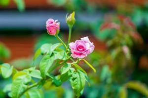 pink roses blooming in the garden photo