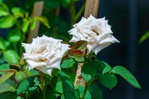 white roses blooming in the garden photo