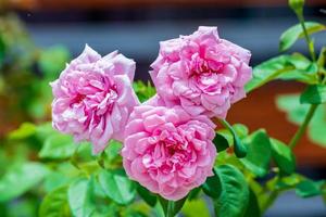 pink roses blooming in the garden photo