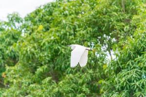 una garcilla bueyera volando sobre la hierba alta foto