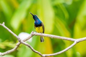 el pájaro solar variable o pájaro solar de vientre amarillo, cinnyris venustus foto