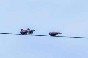 doves resting on wire blue sky backgroun photo