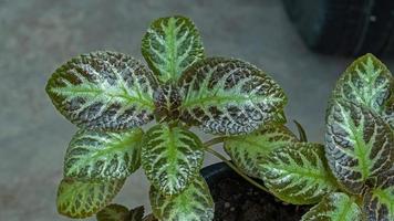 Episcia Cupreata or Flame Violet blooming in the garden photo