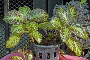 Episcia Cupreata or Flame Violet blooming in the garden photo