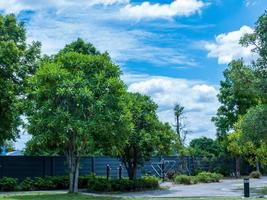 Indian Devil Tree blooming in the garden blue sky background photo