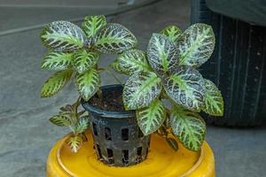 Episcia Cupreata or Flame Violet blooming in the garden photo