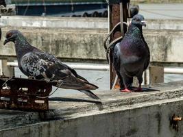 Indian Pigeon OR Rock Dove, The rock dove, rock pigeon, or common pigeon stand on the rock photo