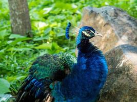 peacock walking in the garden photo