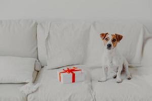 Jack russell terrier dog sits on white soft sofa near gift box. Pedigree dog in domestic atmosphere at modern apartment. White color prevails. Horizontal shot photo