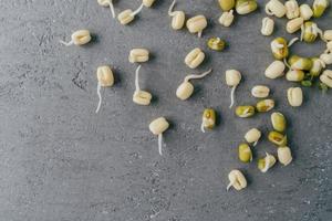 Horizontal shot of sprouted mung beans for your healthy eating isolated over grey background with copy space. Flat lay. Healthy grams photo