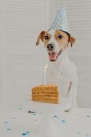 Indoor shot of jack russel terrier blows burning candle on birthday delicious cake, keeps paws on table, wears party hat, celebrates special occasion. Animals and celebration concept. Birthday dog photo