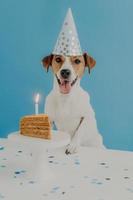 Happy first dog birthday. Beautiful jack russel terrier dog wears party hat, poses near table with piece of delicious cake and burning candle, isolated on blue background. Pets and holiday concept photo