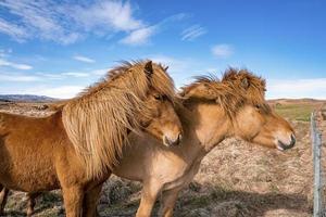 Close-up of Icelandic horses standing on grassy field in valley against blue sky photo