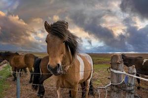 Icelandic horses grazing while standing near fence against cloudy sky at sunset photo