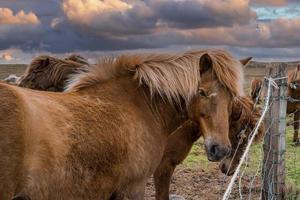 Close-up of beautiful brown Icelandic horses standing near fence at sunset photo