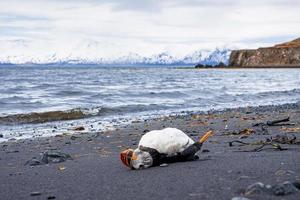 Dead Atlantic Puffin lying on sea shore at black sand beach against sky photo