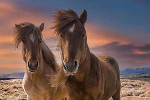 Close-up portrait of Icelandic horses on field against cloudy sky during sunset photo