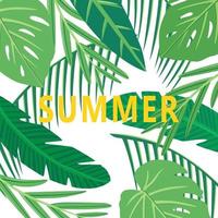 summer leaf background isolated white background vector