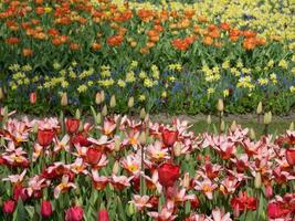 Tulips in the netherlands photo