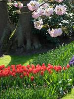 many tulips in the netherlands photo