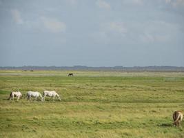 the island of Spiekeroog in germany photo