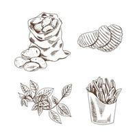 Hand drawn sketch style set illustration of ripe potatoes. Eco food vintage vector illustration. Sketch illustration for print, web, mobile and infographics isolated on white background.