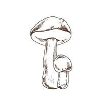 esbozar la ilustración de las setas boletus. icono de dibujo vectorial. dibujo de época. Ilustración de vector vintage de comida ecológica. ilustración de esbozo para impresión, web, móvil e infografía.