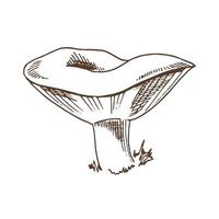 Outline Illustration of fly-agaricmushroom. Vector sketch icon. Vintage drawing.  Eco food vintage vector illustration. Sketch illustration for print, web, mobile and infographics.