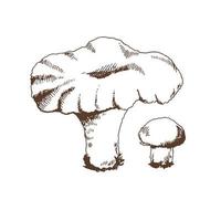 Outline Illustration of mushrooms growing in the forest. Vector sketch icon. Vintage drawing.  Eco food vintage vector illustration. Sketch illustration for print, web, mobile and infographics.